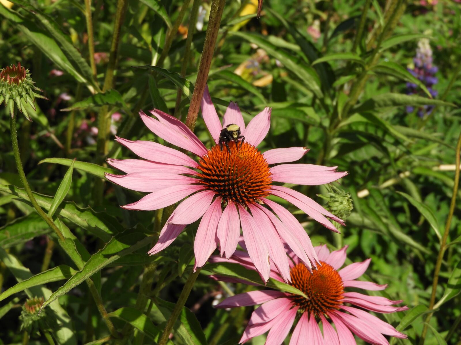 Nikon Coolpix B700 sample photo. Flower, bee, bumblebee photography