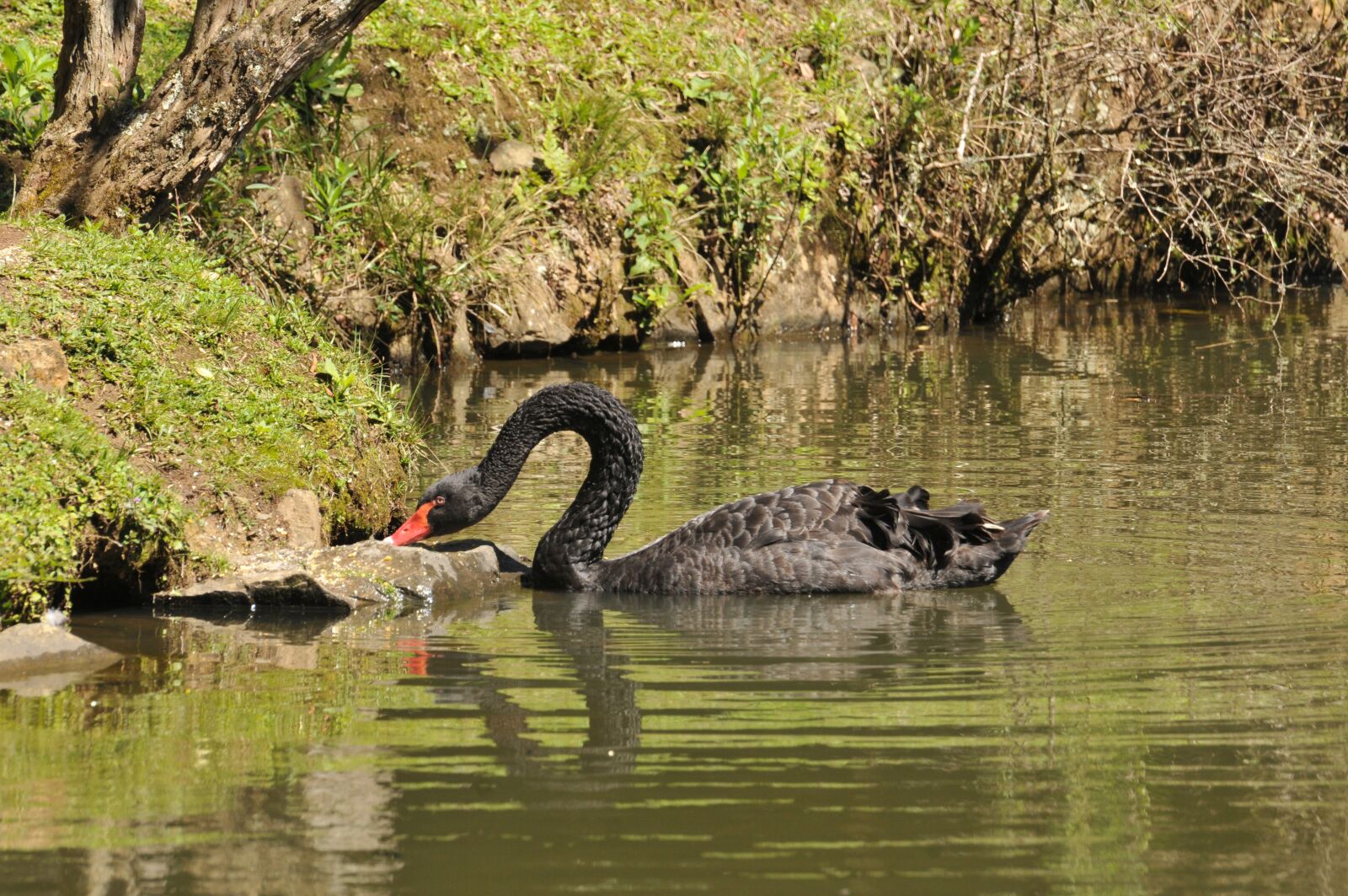Nikon D300 sample photo. Swan, curitiba, lake photography