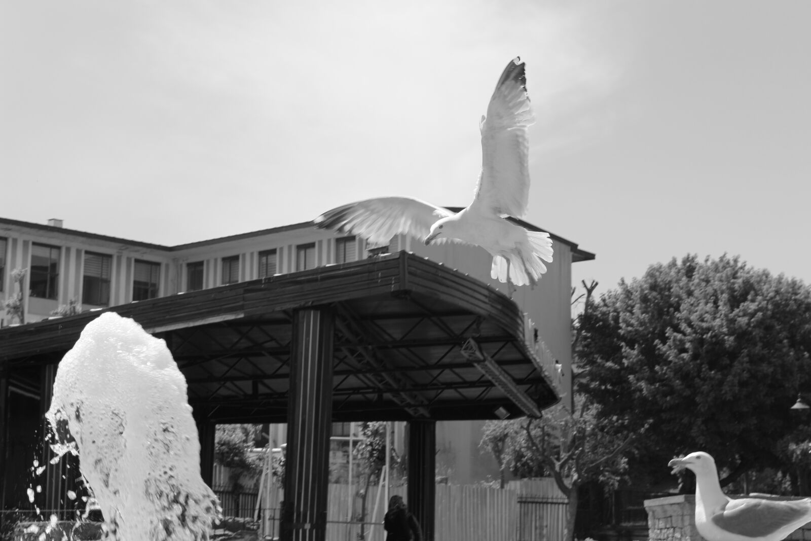 Canon EOS 700D (EOS Rebel T5i / EOS Kiss X7i) sample photo. Scully, birds, water photography