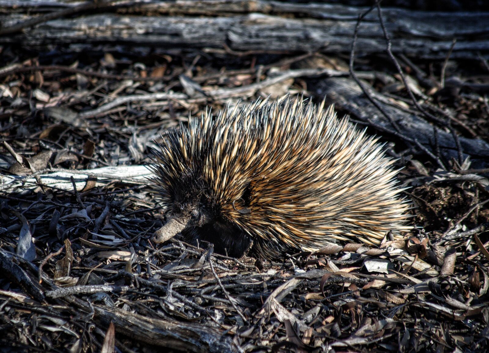 Nikon D3300 sample photo. Echidna, marsupial, australia photography