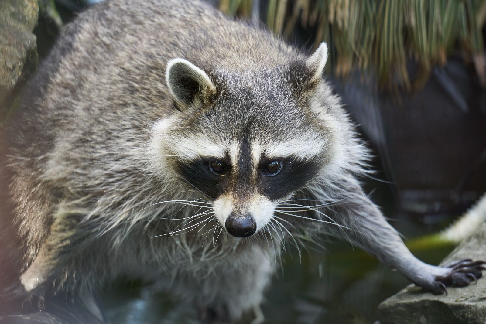 Sony a6000 sample photo. Animal, zoo, wild animal photography