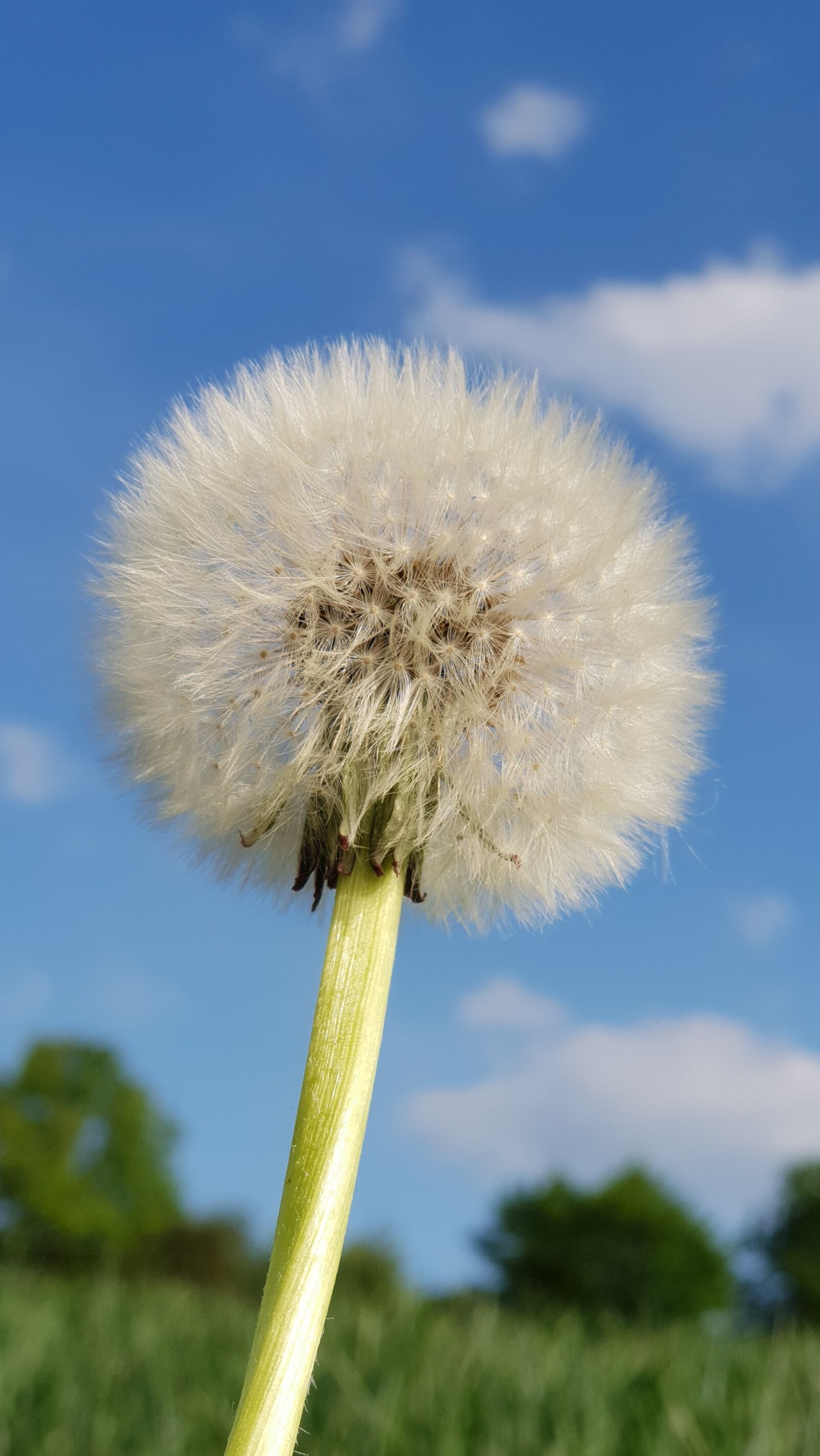 Samsung Galaxy S9+ sample photo. Dandelion, nature, flower photography