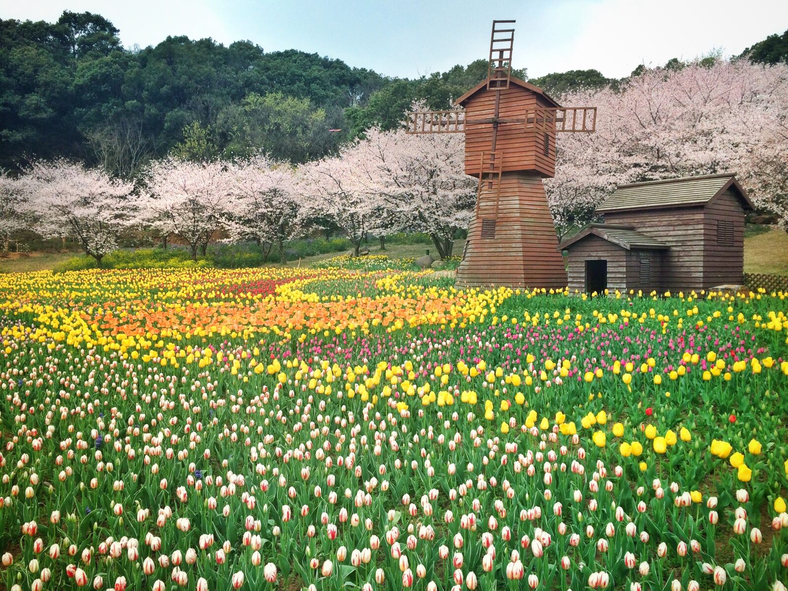 iPhone 5s back camera 4.15mm f/2.2 sample photo. Flower, windmill, ye tian photography