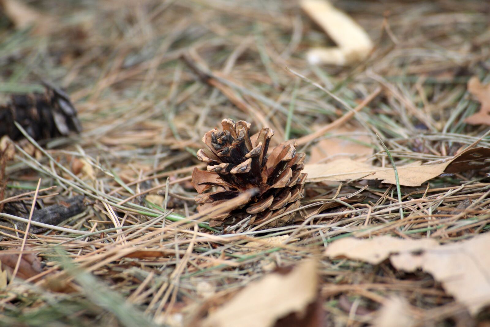 Canon EOS 50D sample photo. Pine cone, forest, nature photography
