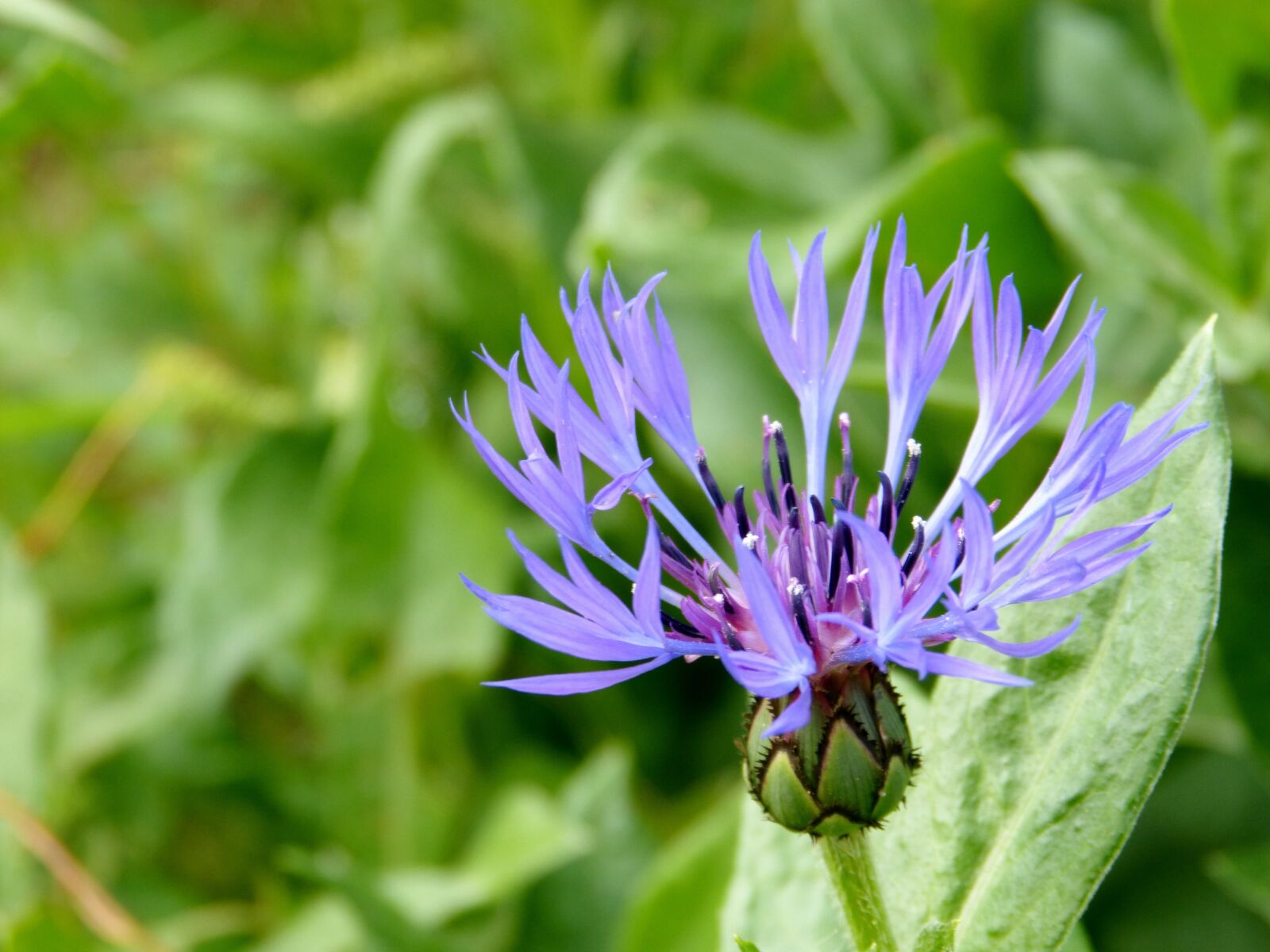 Panasonic DMC-FZ62 sample photo. Cornflower, flower, garden photography