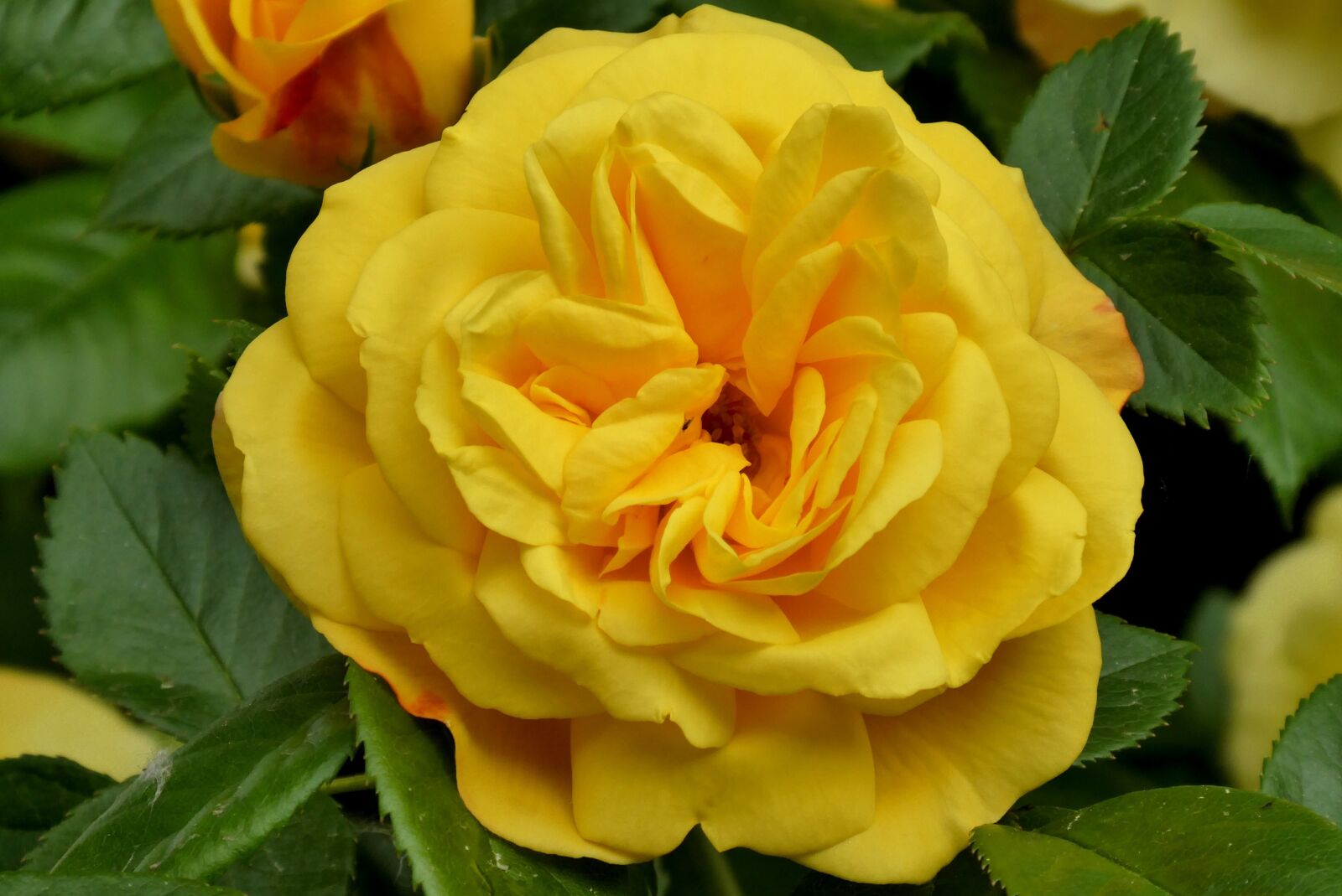 Panasonic Lumix DC-ZS70 (Lumix DC-TZ90) sample photo. Yellow rose, bloom, rose photography