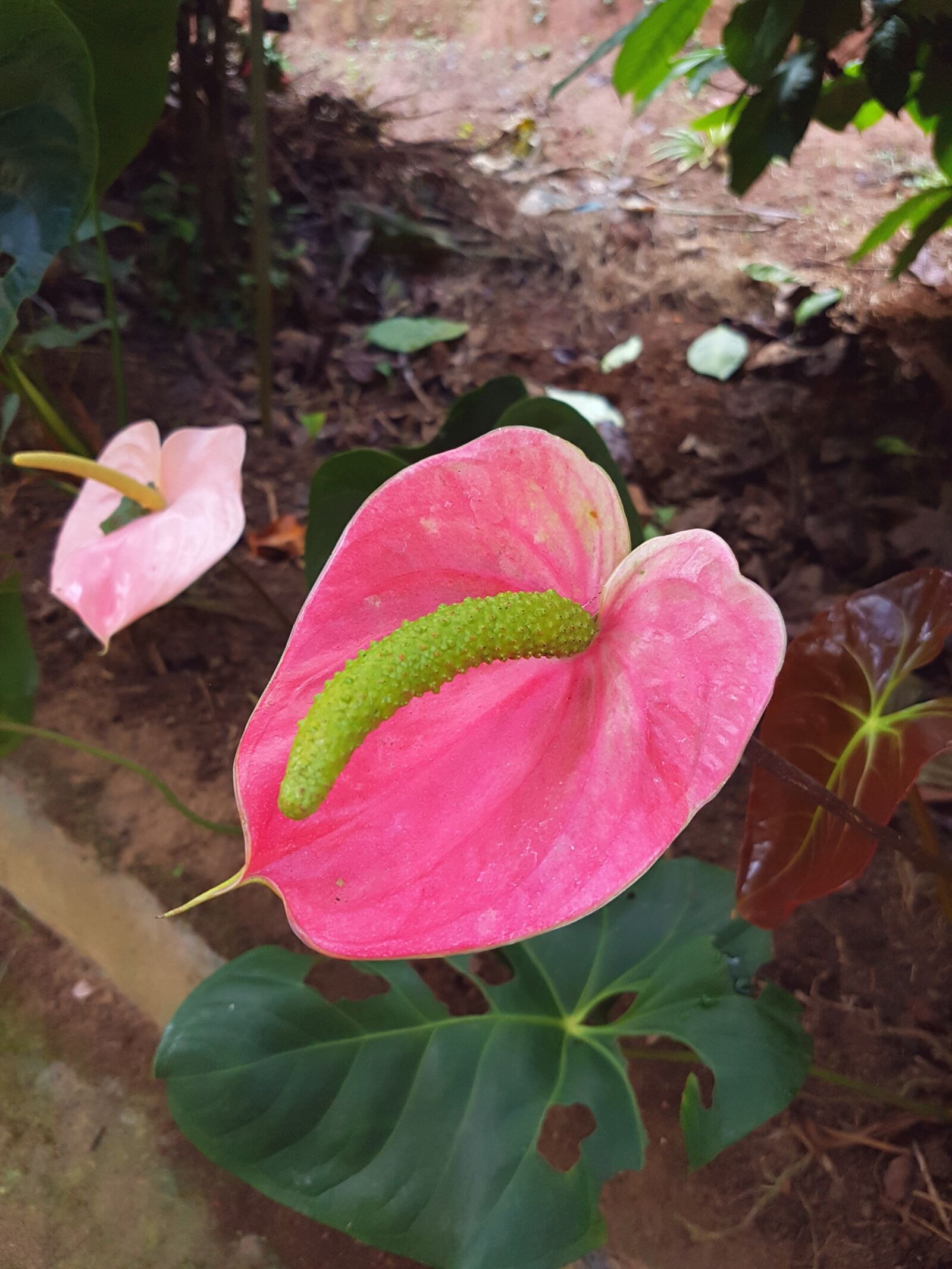 Samsung Galaxy S7 sample photo. Anthurium, flowers, plant photography