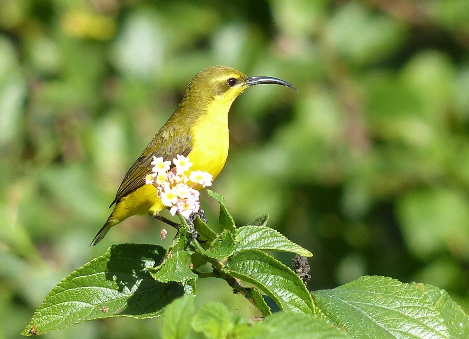 Panasonic Lumix DMC-FZ200 sample photo. Sunbird, yeppoon, birds photography