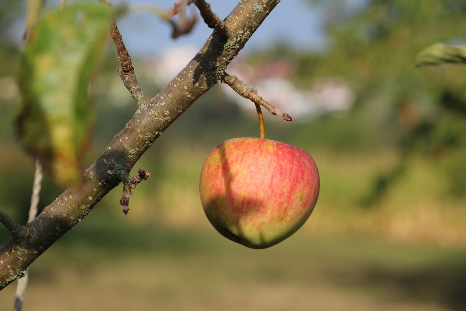 Canon EOS 750D (EOS Rebel T6i / EOS Kiss X8i) sample photo. Apple, branch, fruit photography