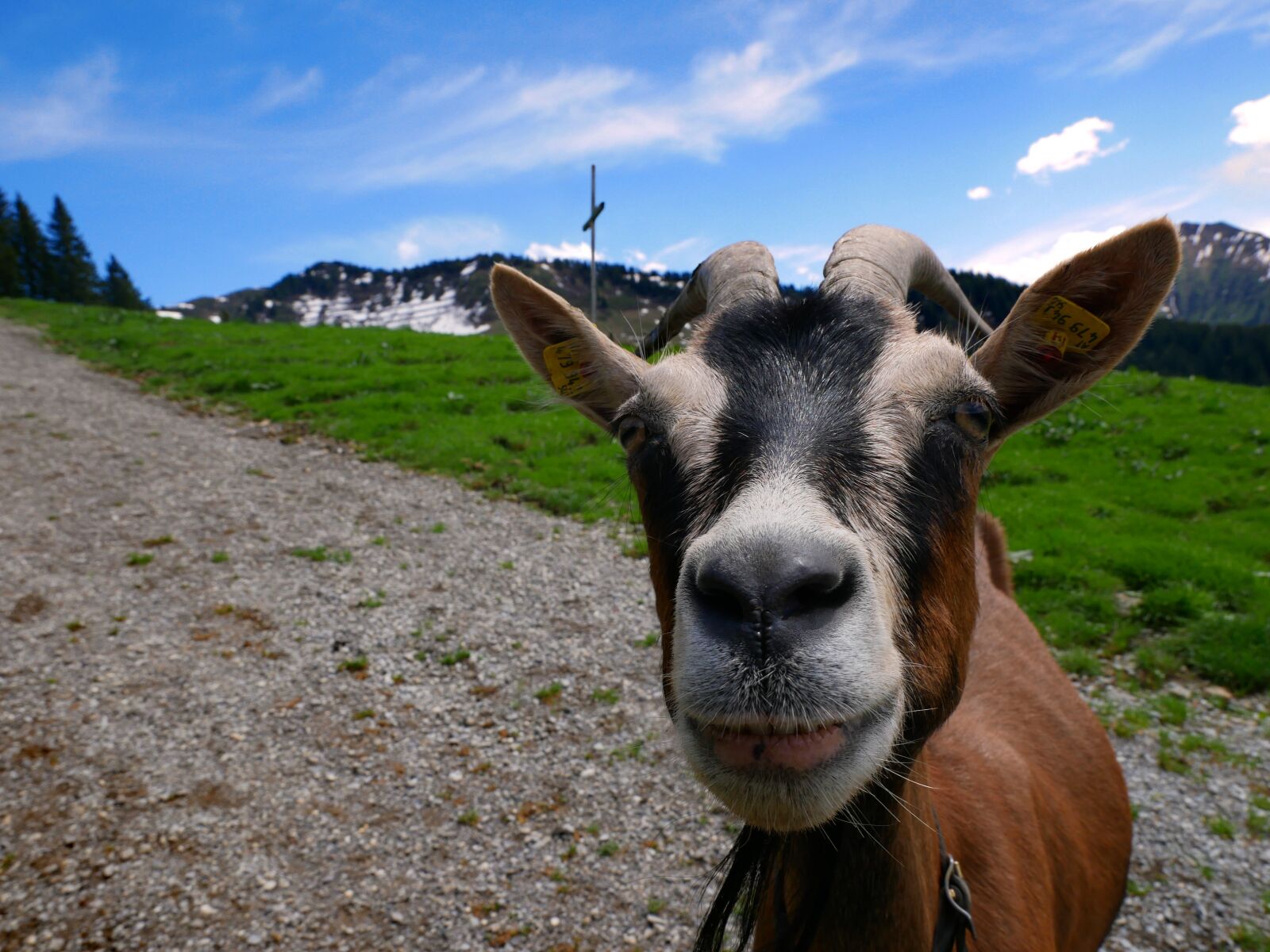 Panasonic DMC-G81 sample photo. Mountain goat, austria, diedamskopf photography