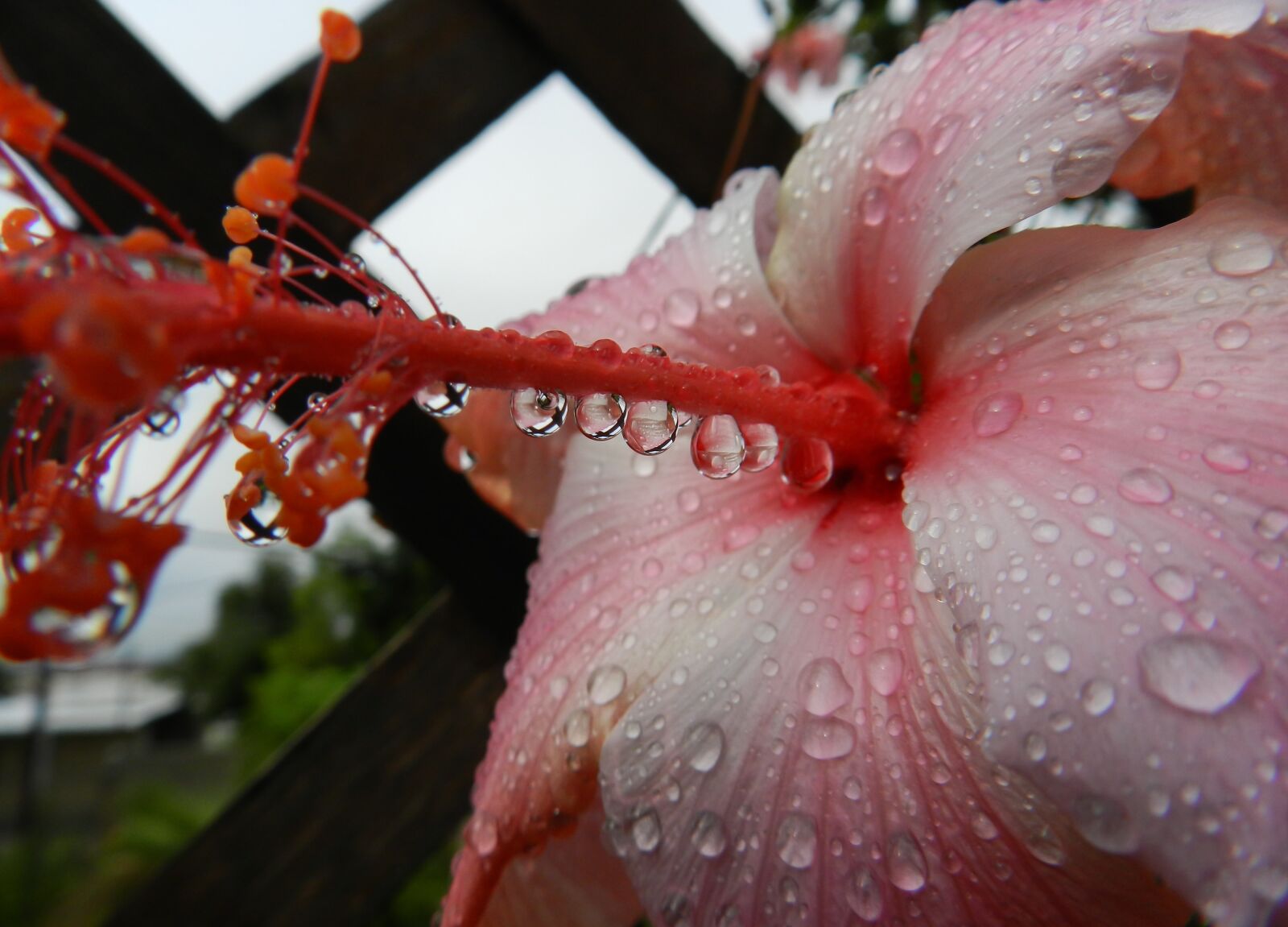 Nikon Coolpix P500 sample photo. Flower, raindrop, droplet photography