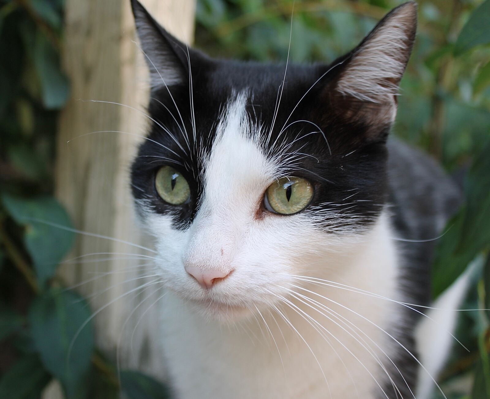 Canon EOS 1100D (EOS Rebel T3 / EOS Kiss X50) sample photo. Cat, nor and white photography