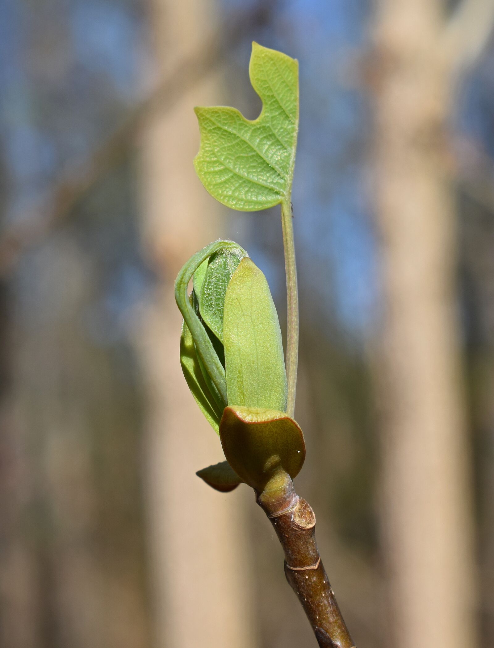 Nikon D3300 sample photo. Tulip tree poplar, poplar photography