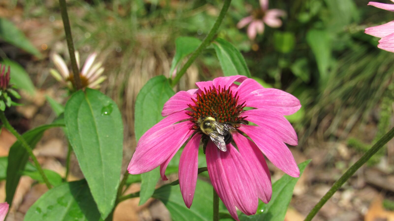 Canon PowerShot SX530 HS sample photo. Bee, flower, nature photography