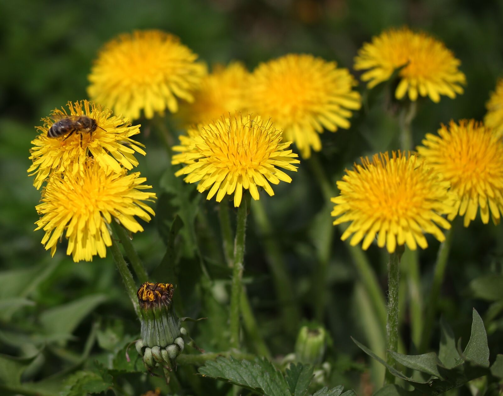 Canon EF-S 60mm F2.8 Macro USM sample photo. Dandelion, bee, yellow photography