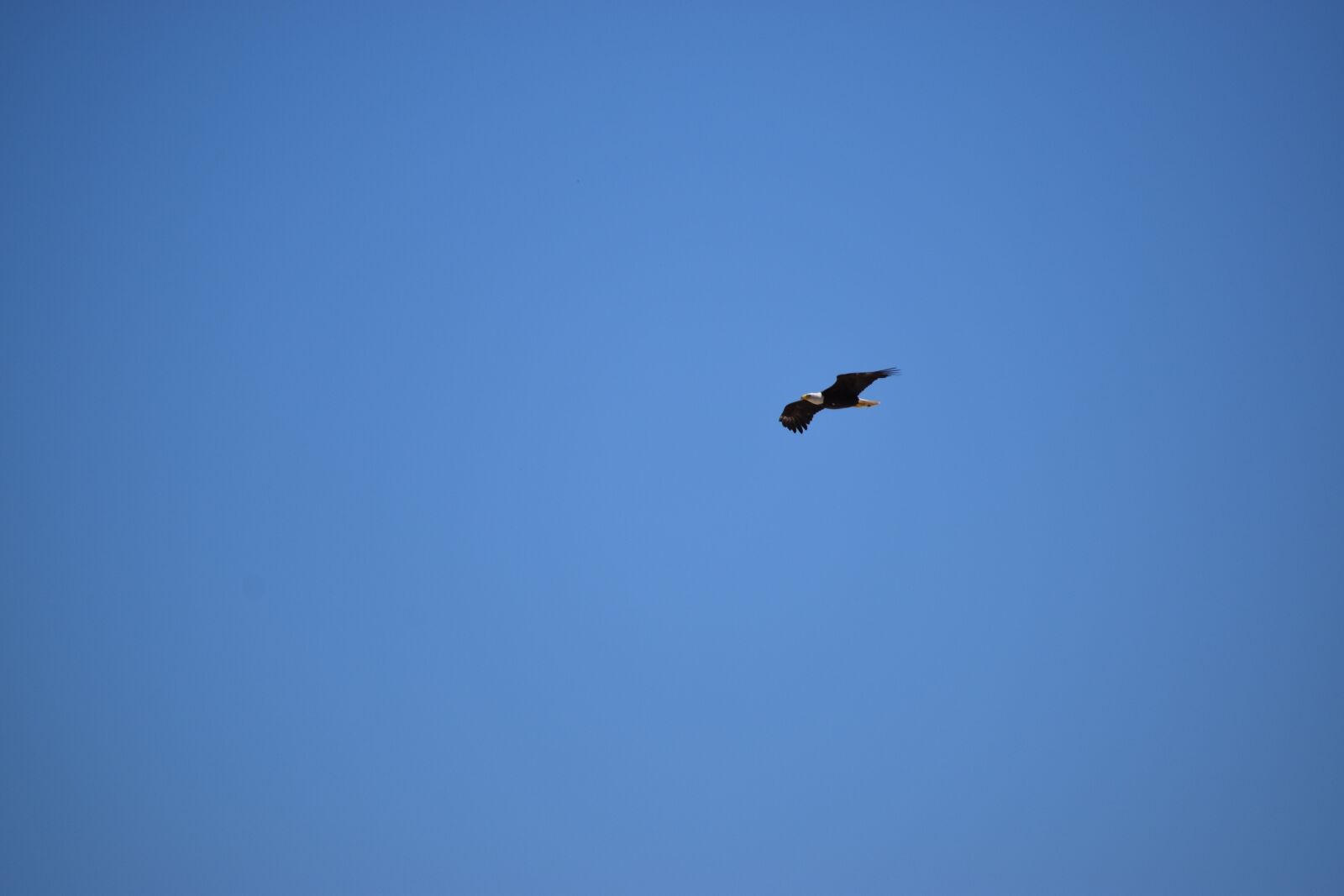 Nikon D3500 sample photo. Bald, eagle, bird photography