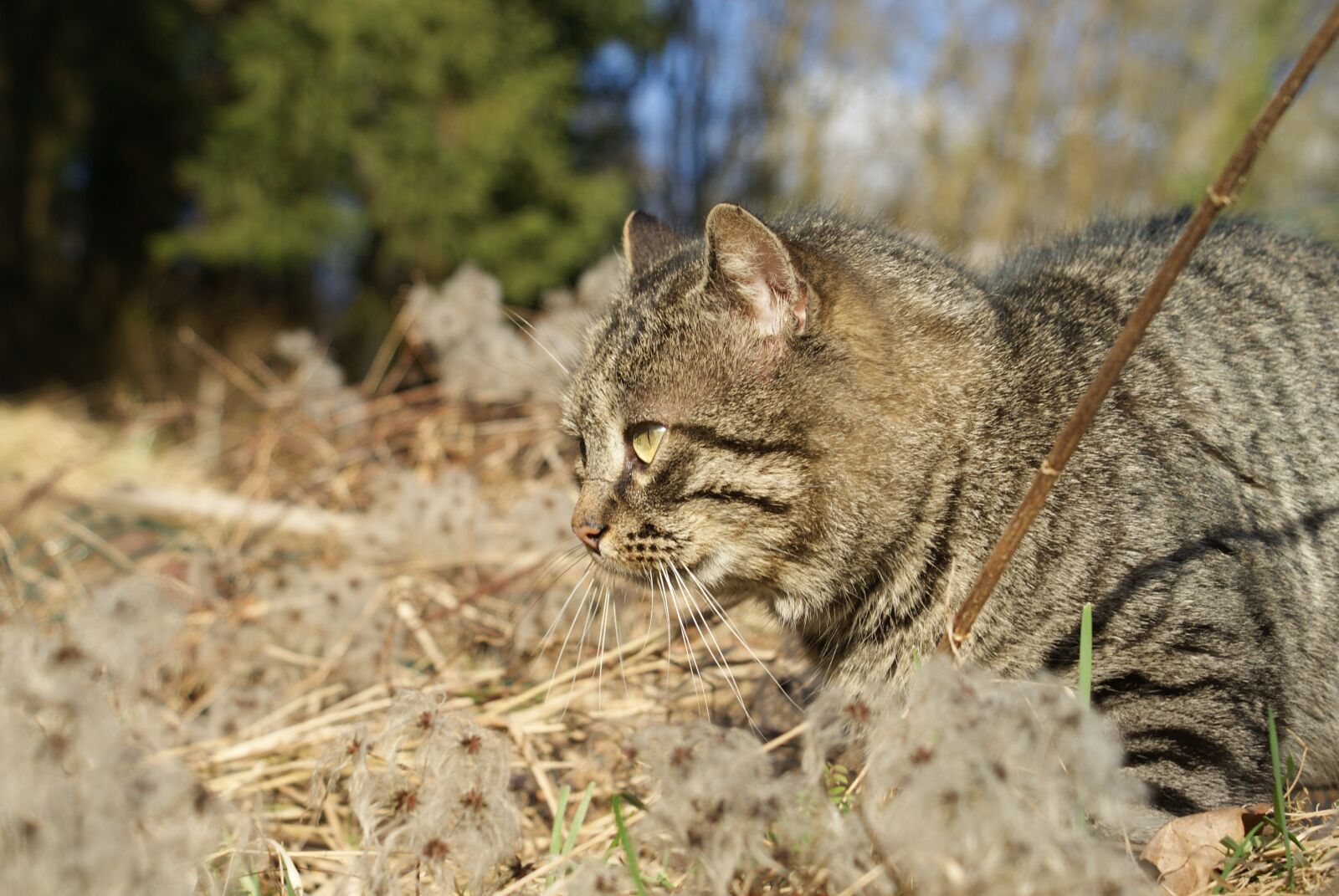 Sony Alpha DSLR-A200 sample photo. Cat, promenade, feline photography