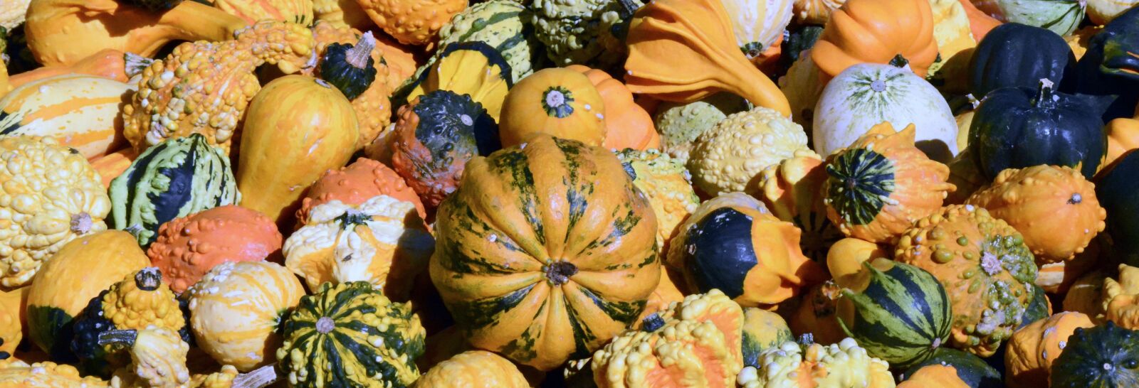 Nikon D7100 sample photo. Pumpkin, gourd, autumn photography