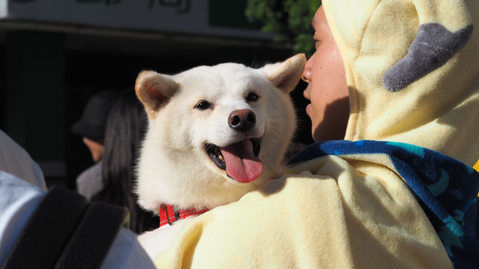 Olympus OM-D E-M5 II + Olympus M.Zuiko Digital 45mm F1.8 sample photo. Dog, smile, cute photography