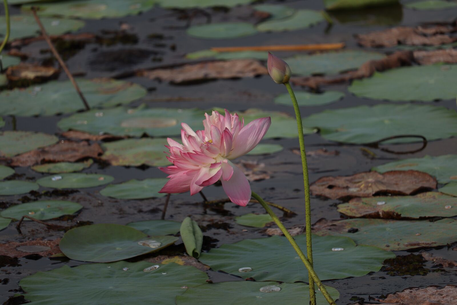 Canon EOS 250D (EOS Rebel SL3 / EOS Kiss X10 / EOS 200D II) sample photo. Flower, lily, pond photography