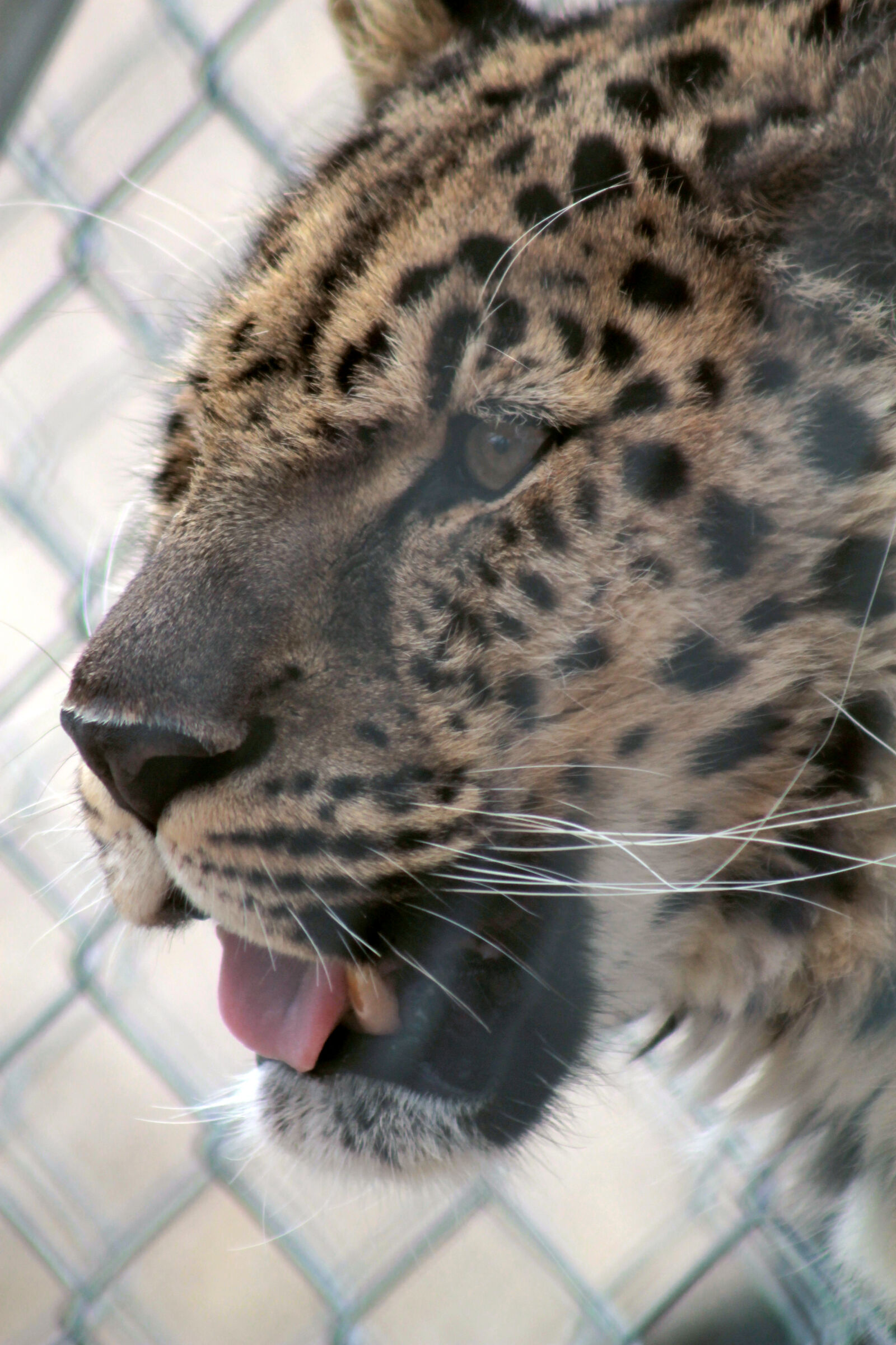 Canon EOS 1100D (EOS Rebel T3 / EOS Kiss X50) sample photo. Big, cat, leopard photography