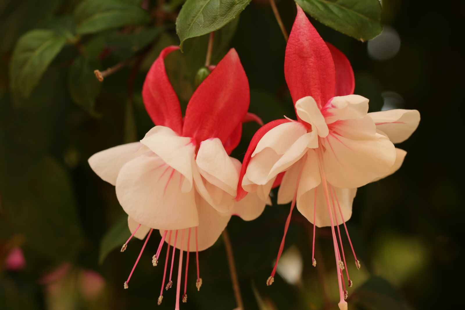 Canon EF 100mm F2.8L Macro IS USM sample photo. Fuchsia, bellenplant, flowers photography
