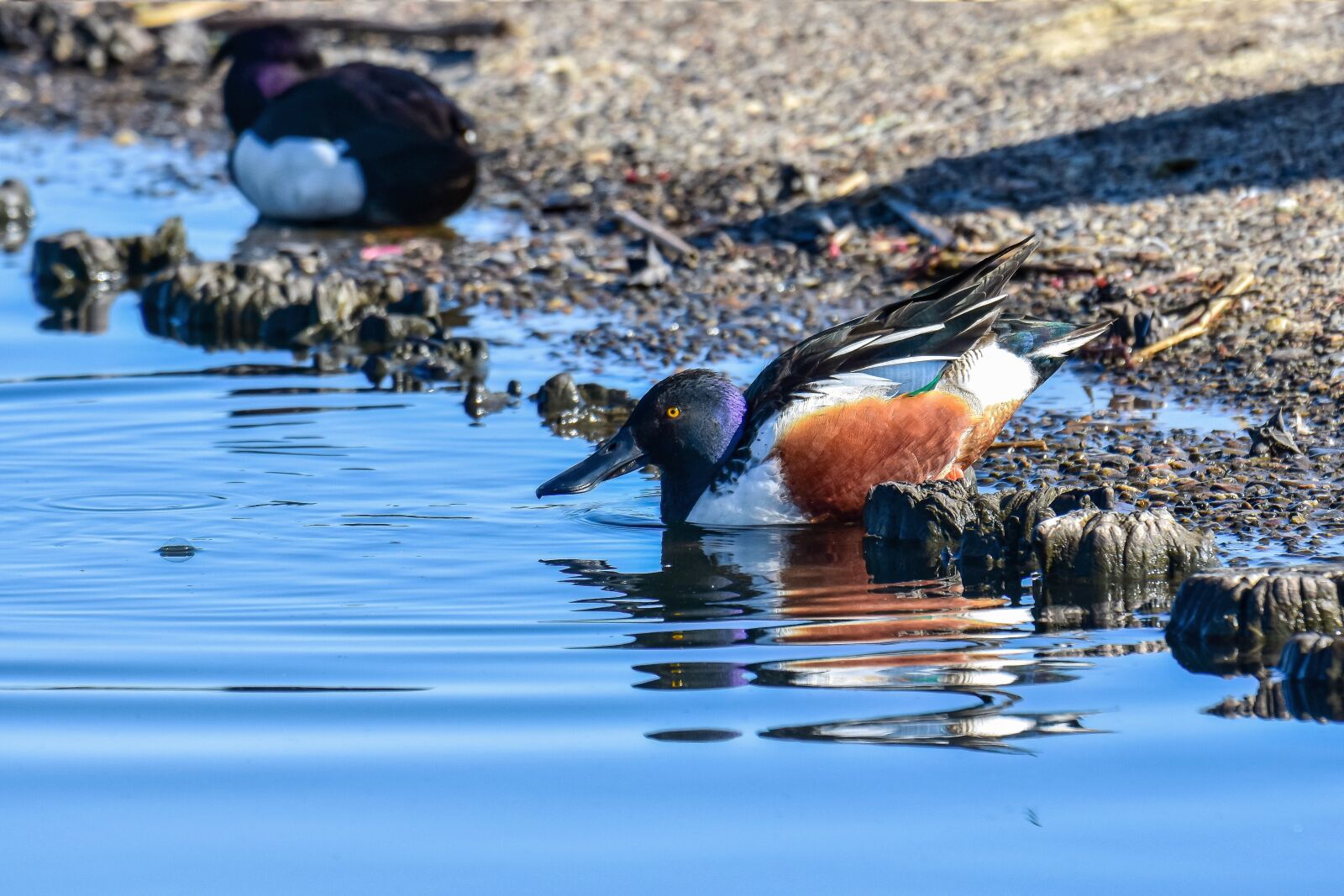 Nikon D7200 sample photo. Animal, lake, water photography