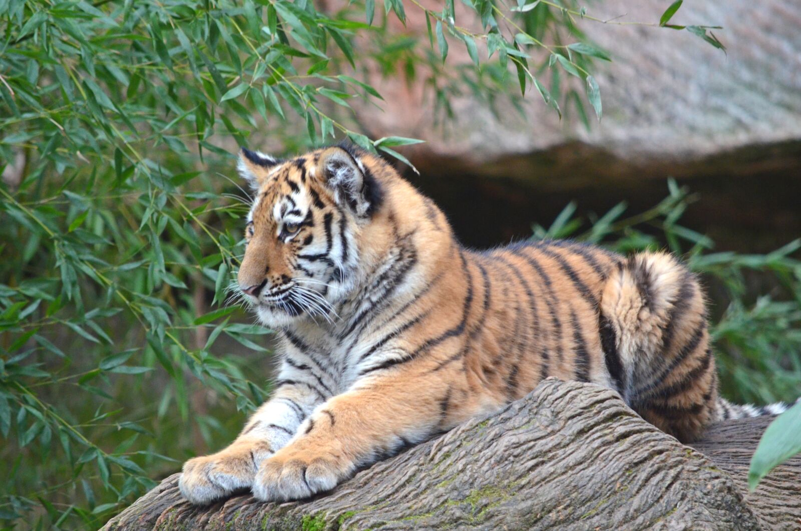 Nikon D5100 sample photo. Tiger, animals, zoo photography