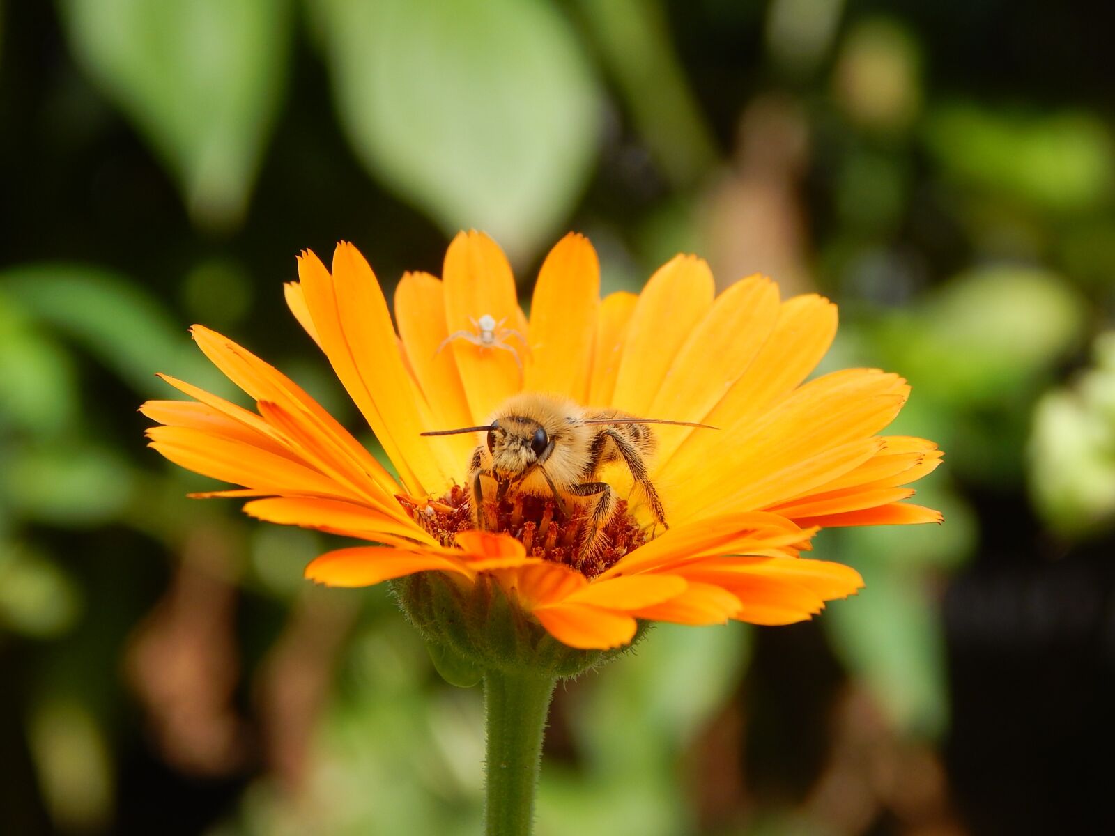 Nikon Coolpix L830 sample photo. Bee, natural, nature photography