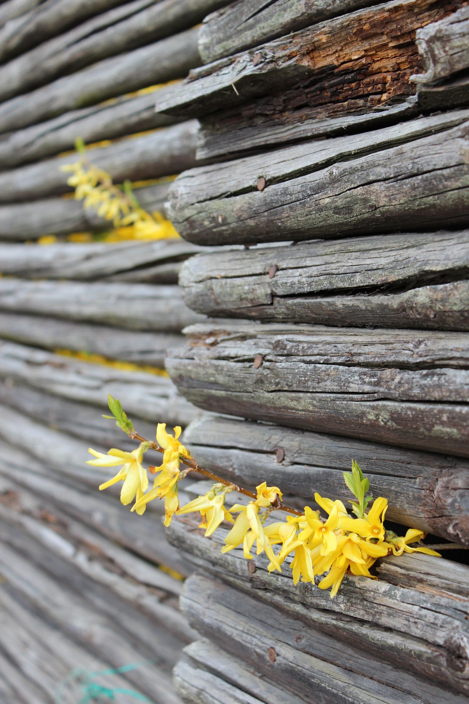 Canon EOS 600D (Rebel EOS T3i / EOS Kiss X5) sample photo. Leap, flowers, fence photography