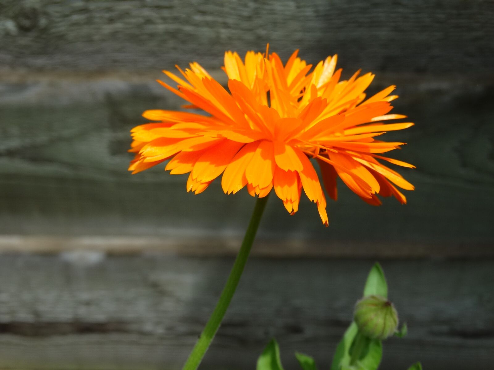 Sony Cyber-shot DSC-HX300 sample photo. Orange flower, orange, marigold photography