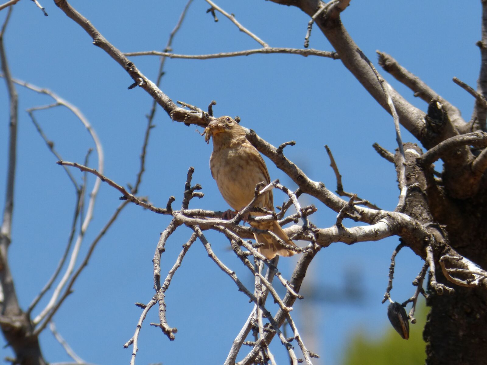 Panasonic DMC-FZ62 sample photo. Bird, corn bunting, cruixidell photography