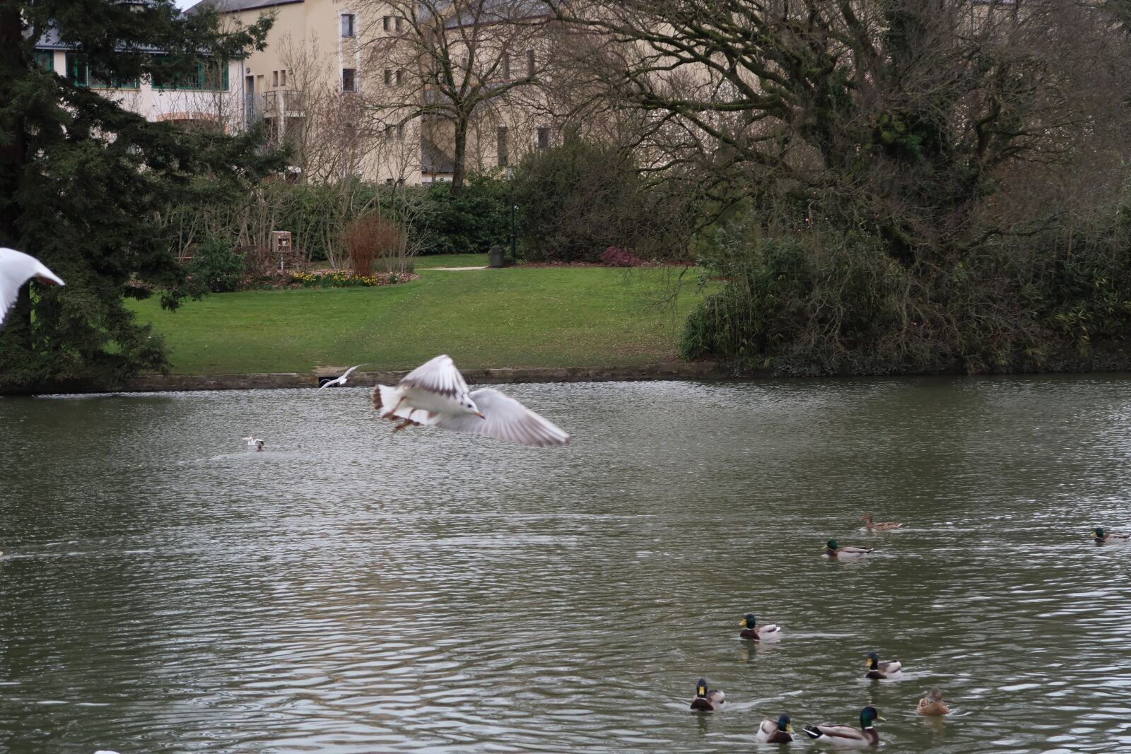 Canon PowerShot G7 X Mark II sample photo. Gulls, duck, ducks photography