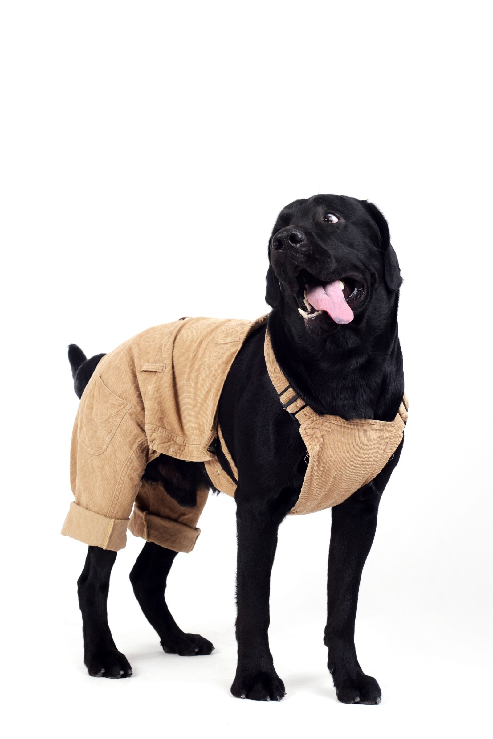 Nikon D610 sample photo. Naughty, labrador, crooked head photography