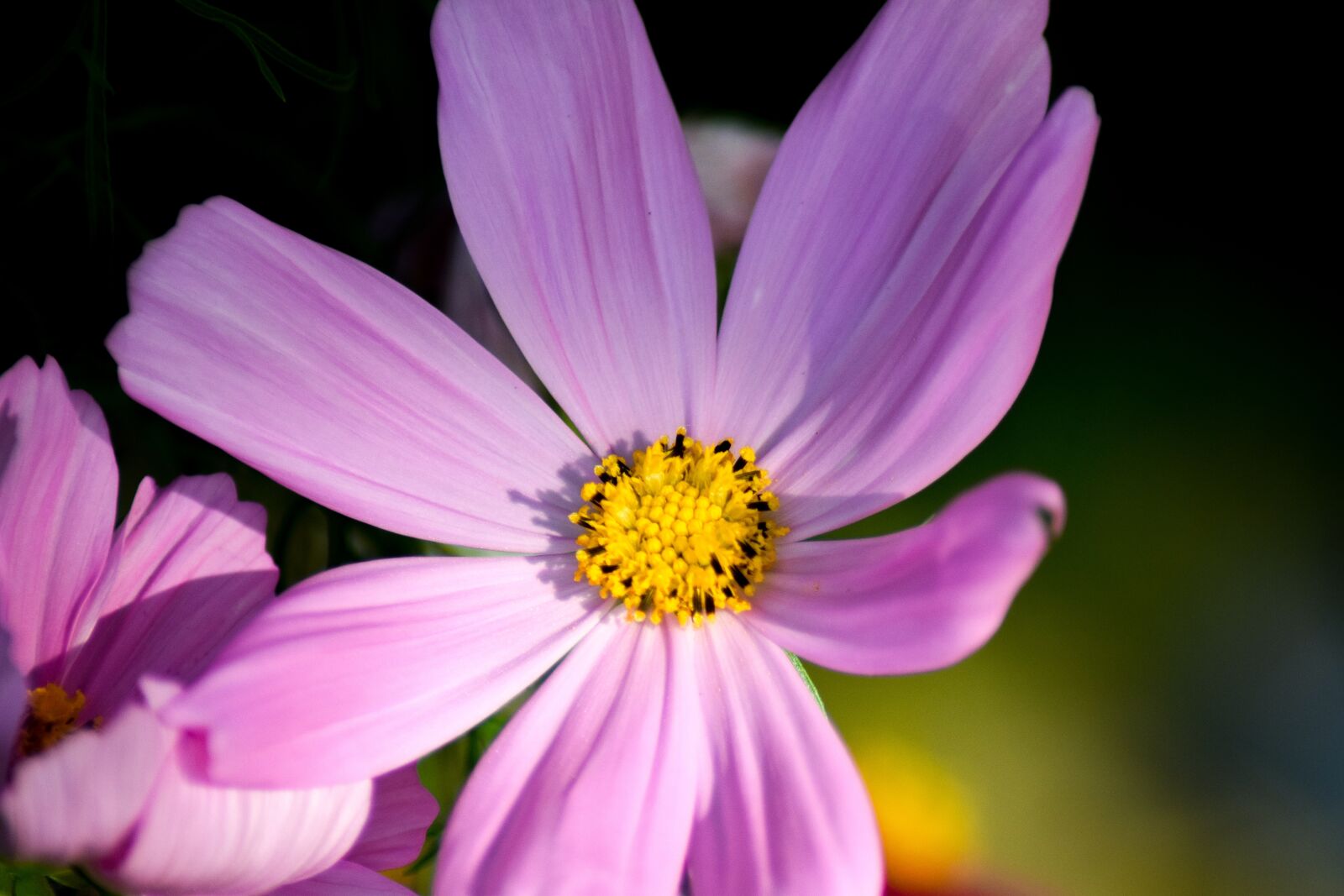 Nikon D5300 sample photo. Pink flower, pink, blossom photography