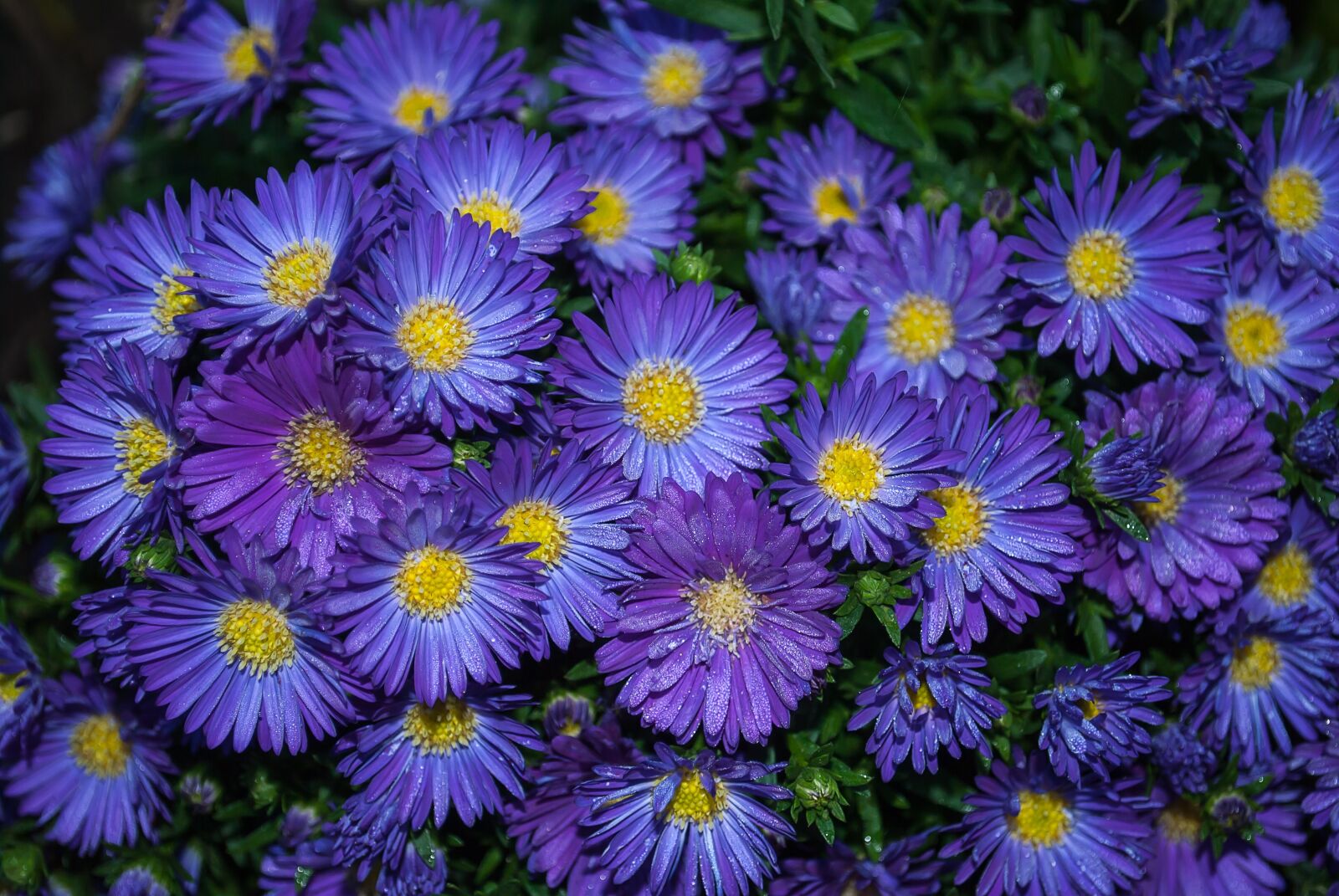 Nikon D3000 sample photo. Asters, plant, garden photography