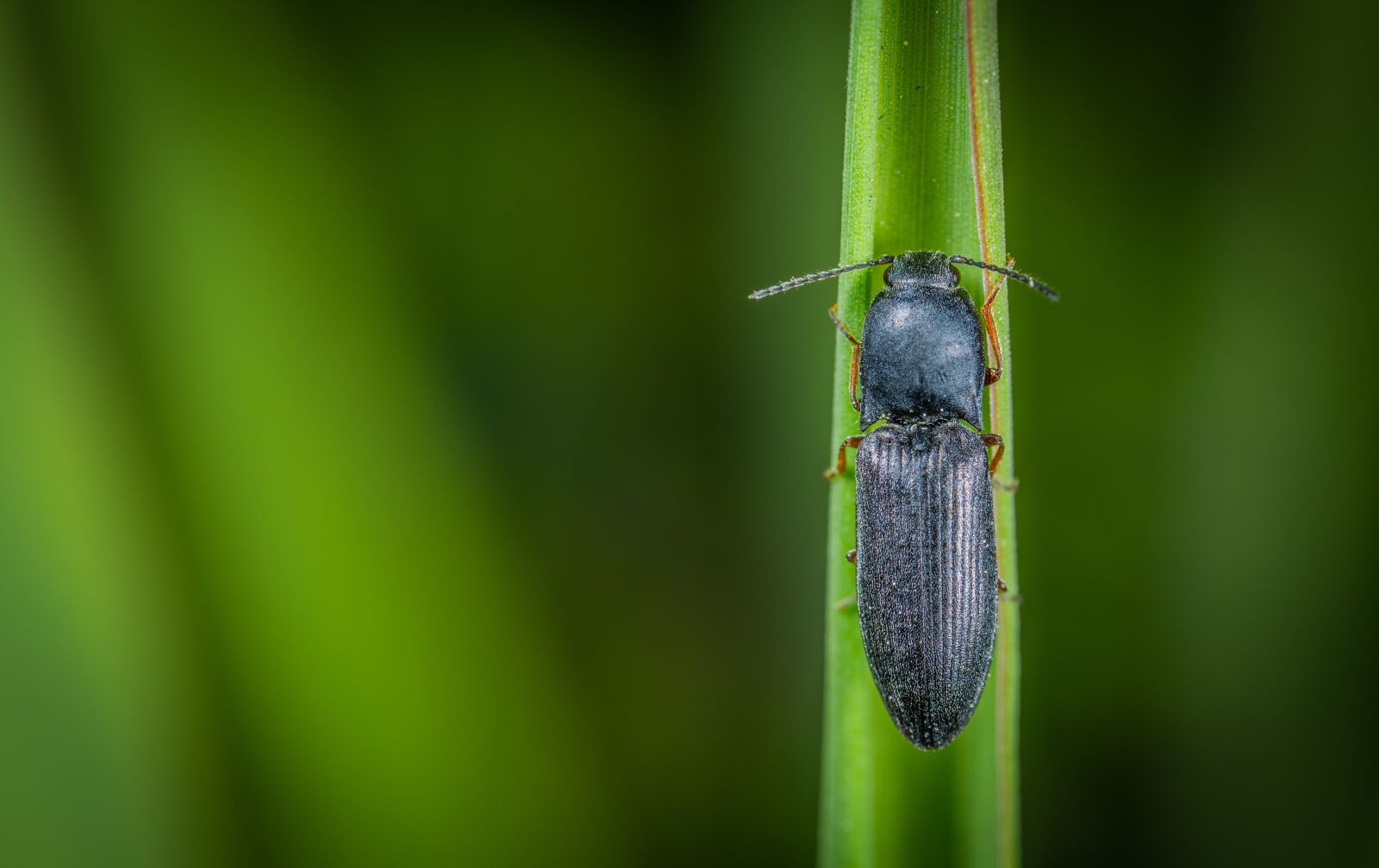 Sony a7R II sample photo. Macro, insect, beetle photography