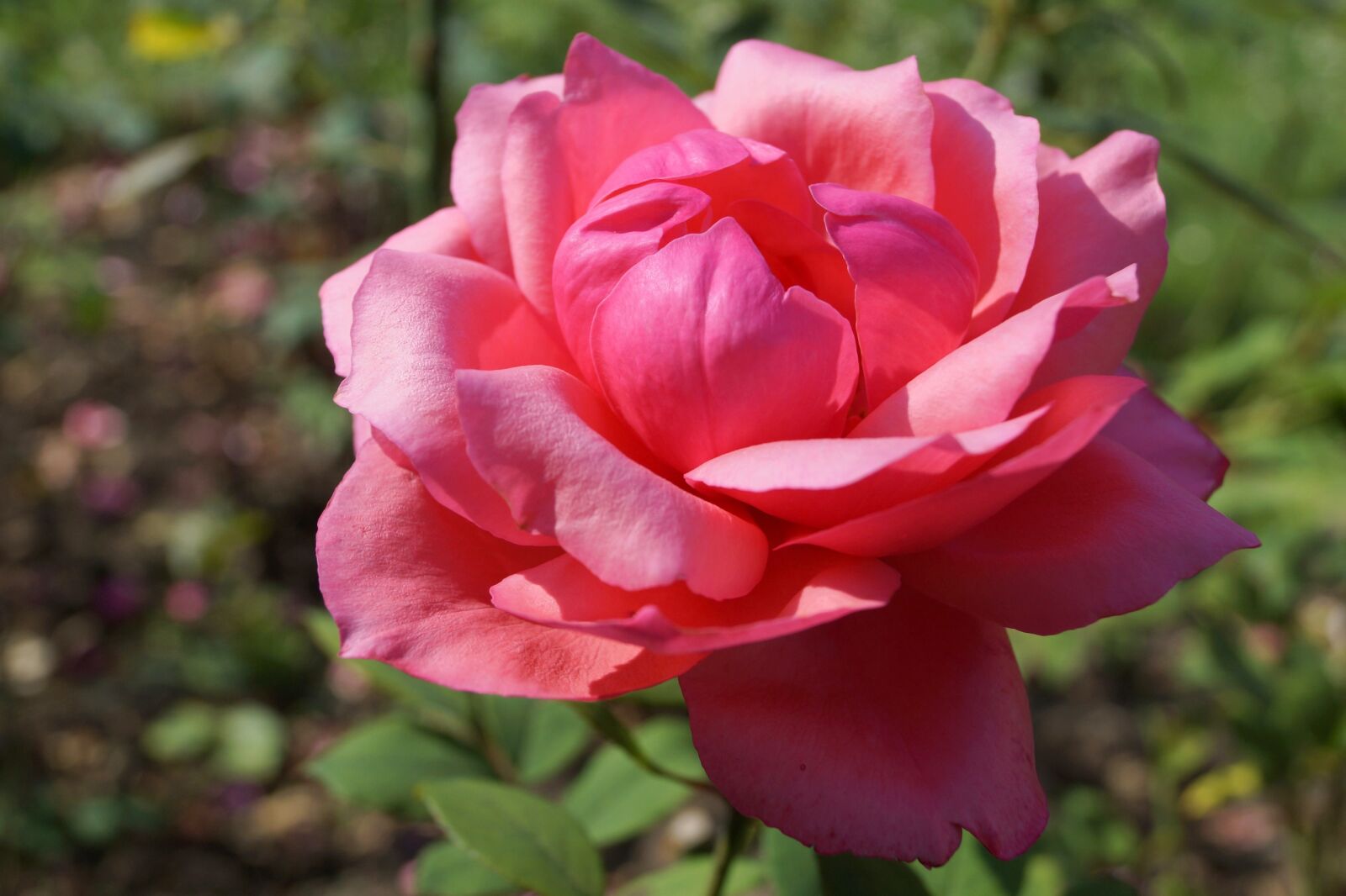 Sony SLT-A65 (SLT-A65V) sample photo. Flower, rose, rose flower photography
