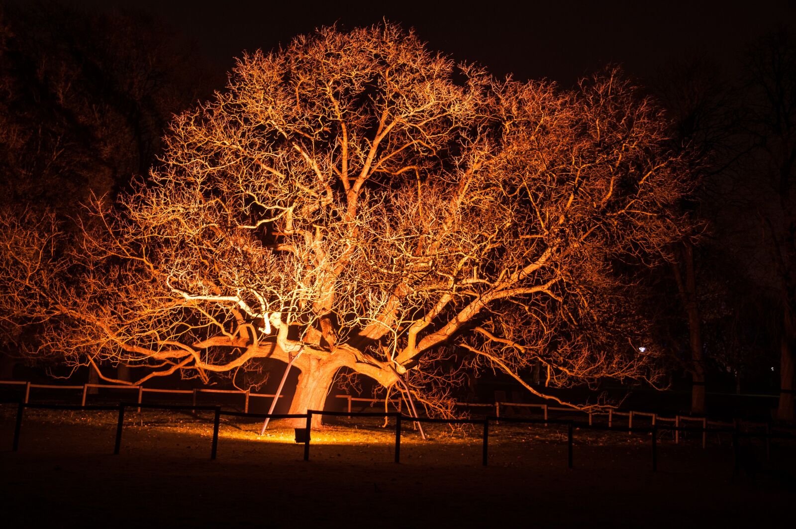 Nikon D300 sample photo. Tree, light, lighting photography