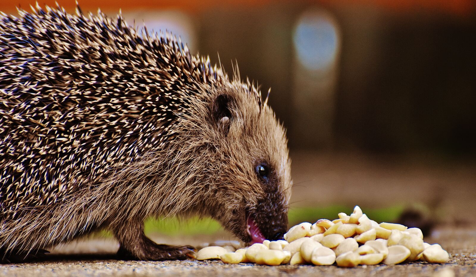 Nikon D7200 sample photo. Hedgehog child, young hedgehog photography