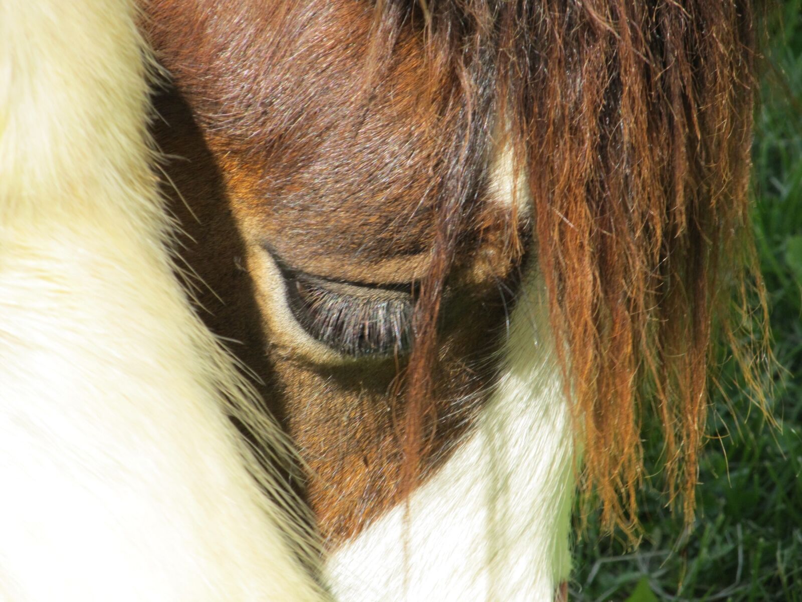 Canon PowerShot SX130 IS sample photo. Horse, eye, mane photography