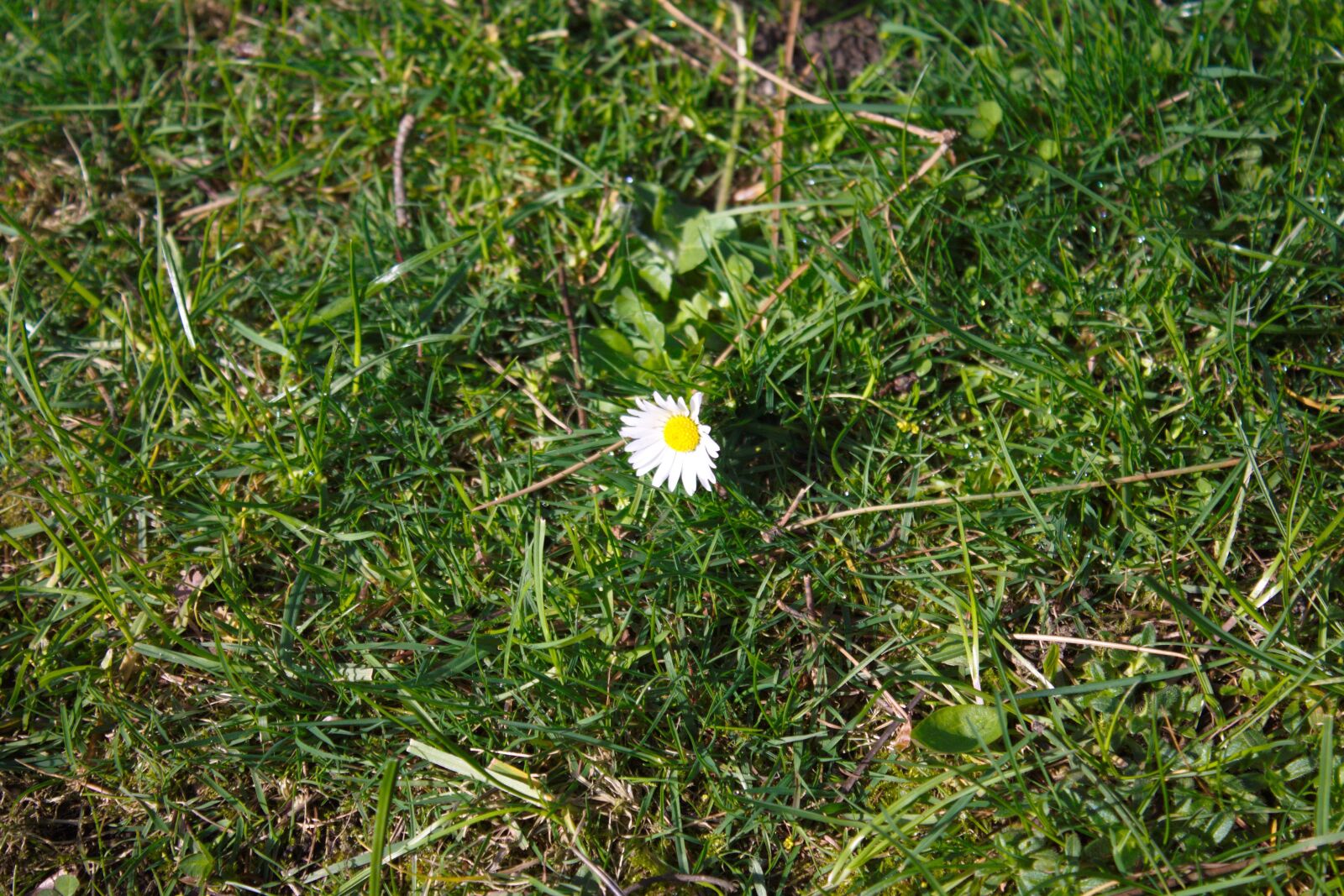 Canon EOS 1100D (EOS Rebel T3 / EOS Kiss X50) sample photo. Daisy, flower, plant photography
