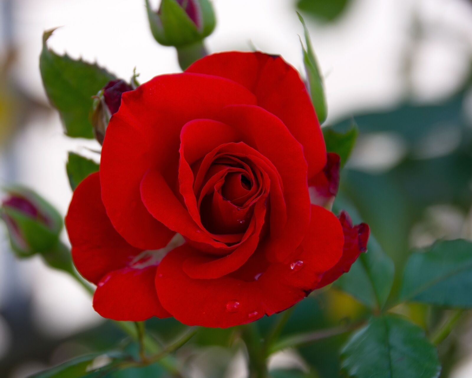 Nikon D7100 sample photo. Rose, red, blossom photography