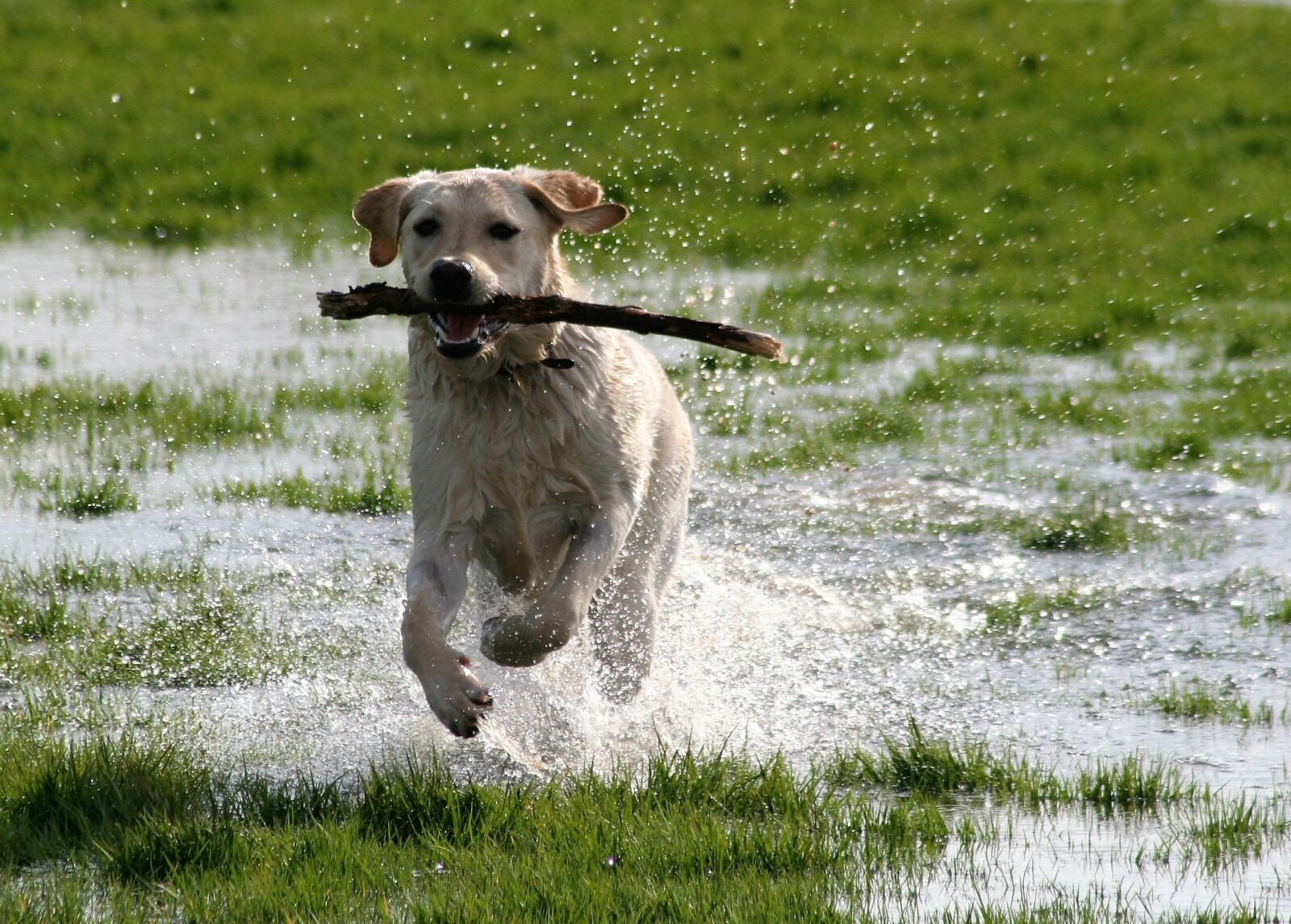 Canon EOS 350D (EOS Digital Rebel XT / EOS Kiss Digital N) sample photo. Dog, labrador, playing photography