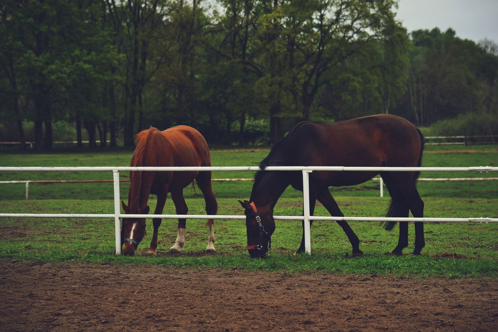 Nikon D3100 sample photo. Horses, ranch, animal photography