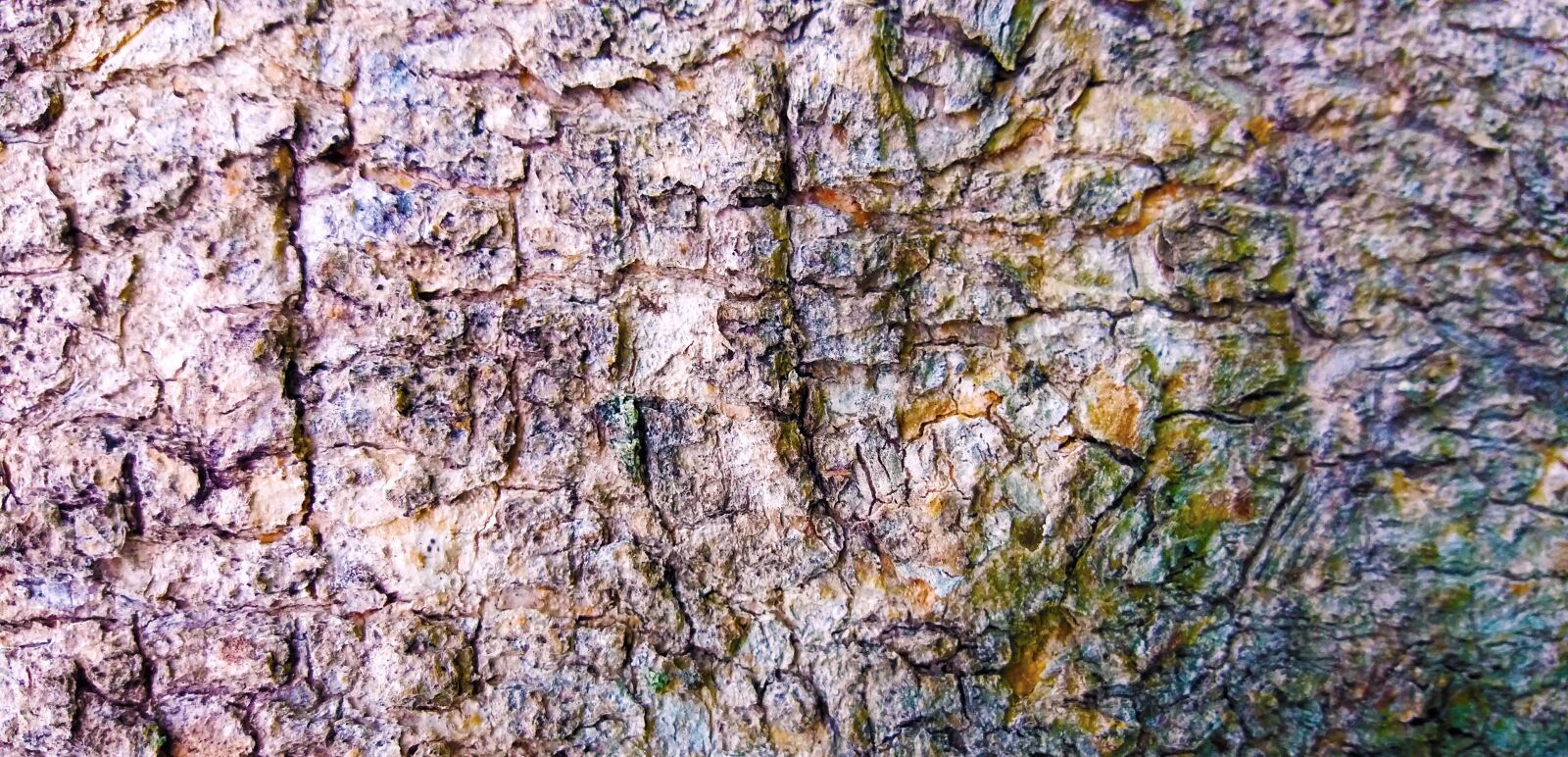 Samsung Galaxy J5 sample photo. Texture, tree, colors photography