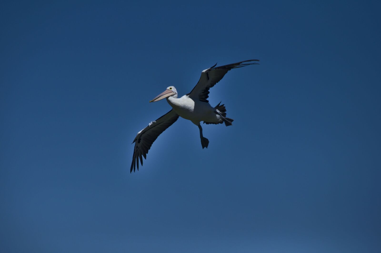 Nikon D90 sample photo. Pelican, landing, australia photography