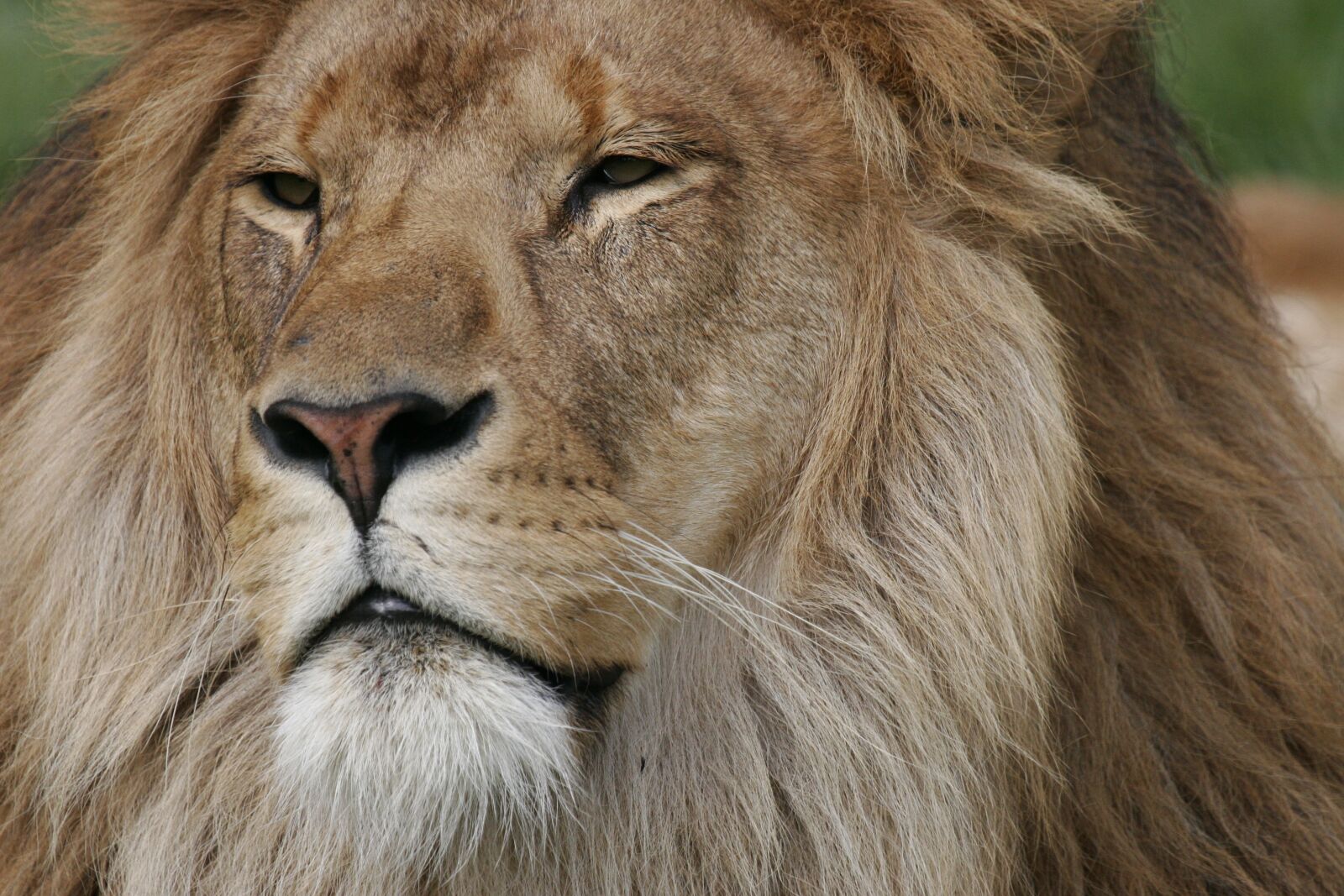 Canon EOS 20D sample photo. Lion, face, regal photography