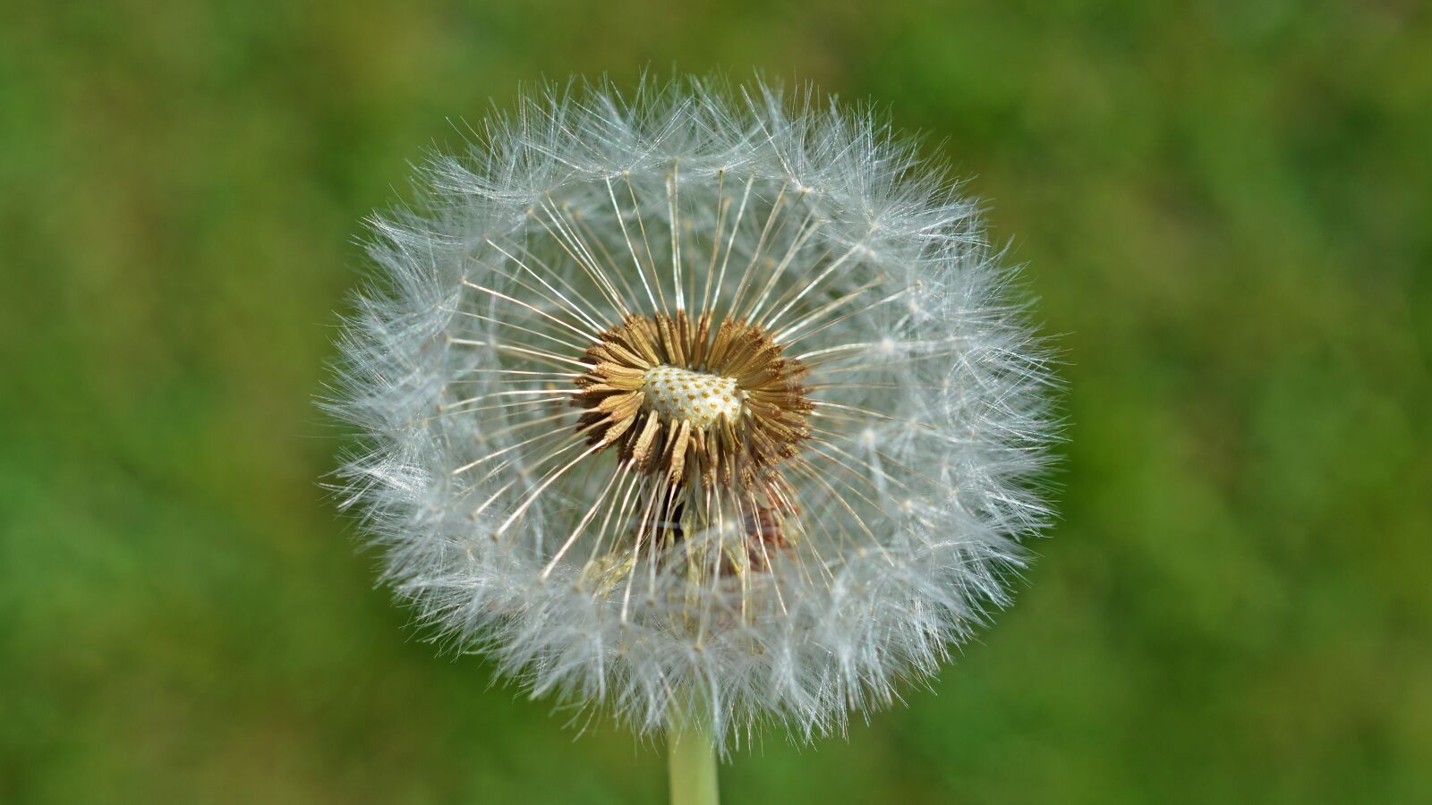 Nikon D5200 sample photo. Dandelion, seeds, nature photography