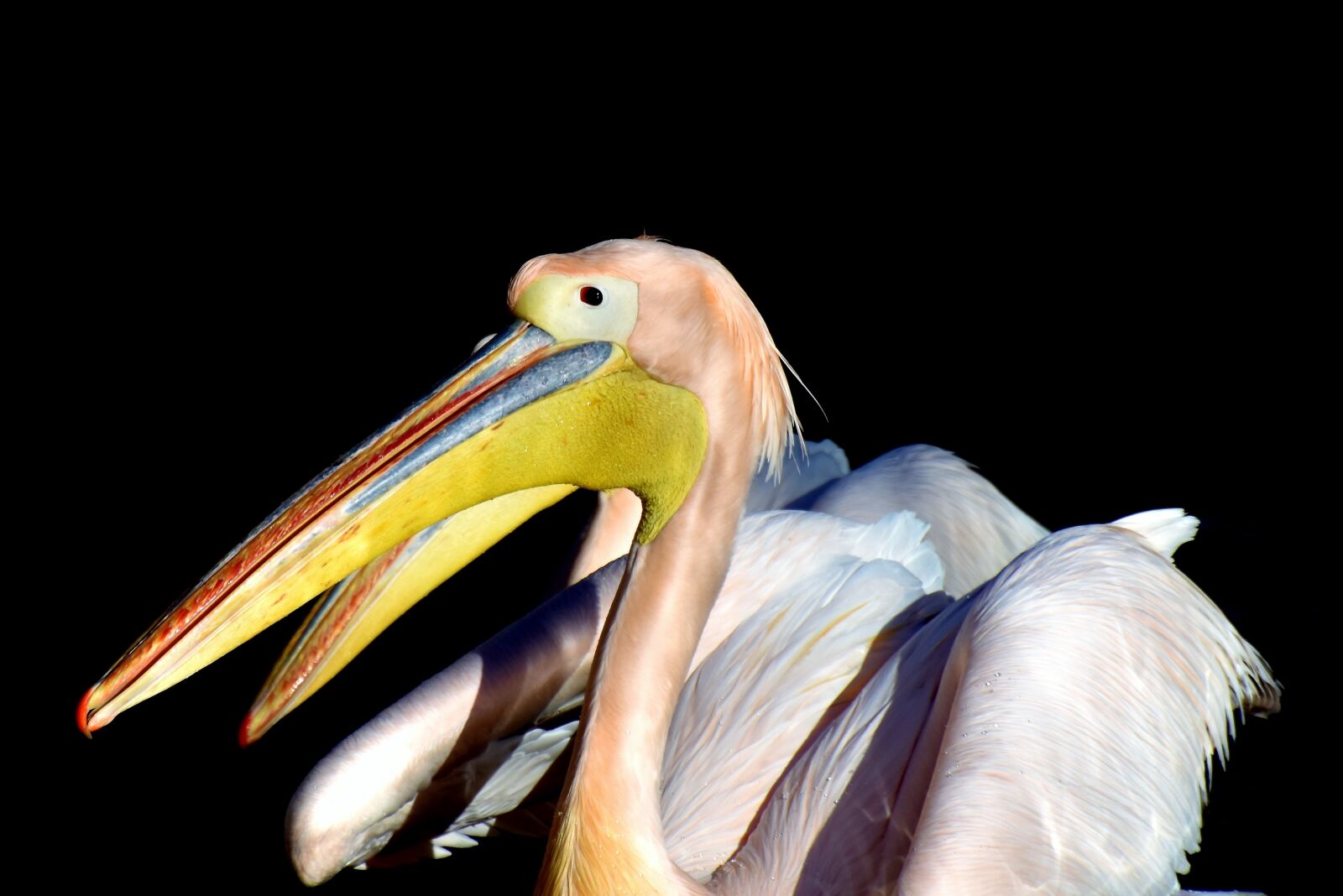 Nikon D7200 sample photo. Pelikan, water bird, pink photography